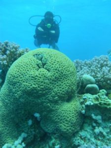 diving-ras-mohamed-national-park