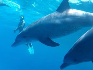 dolphin-house-hurghada