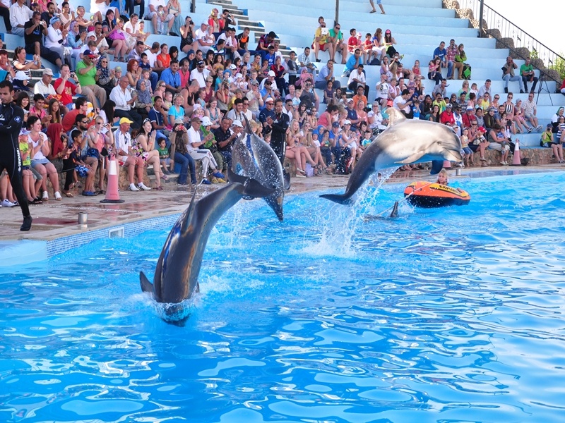 laser dolphin show
