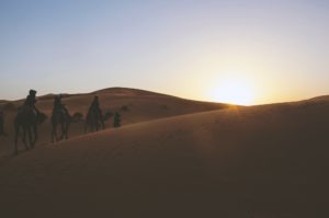 camel trek sinai desert
