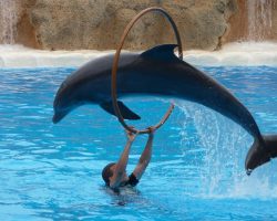 dolphin-show-dolphina